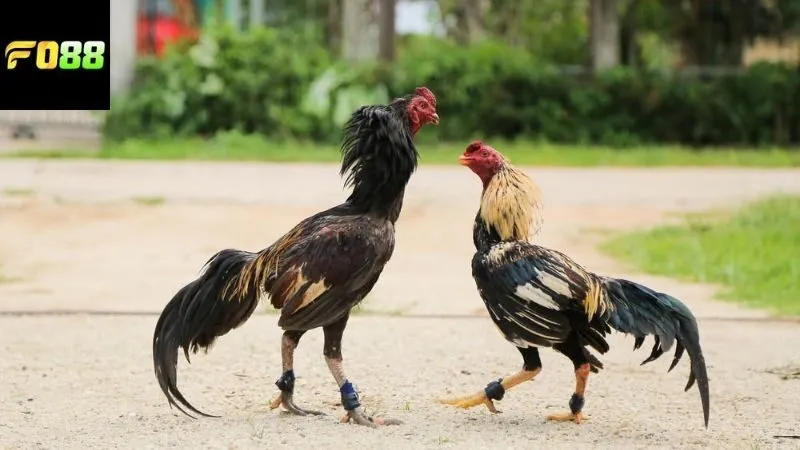Lợi ích khi chơi đá gà FO88