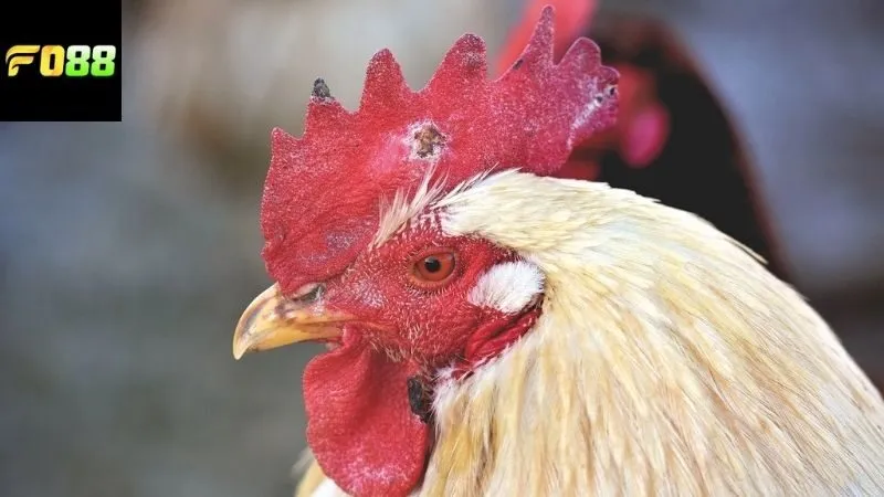 Các loại hình chơi đá gà FO88