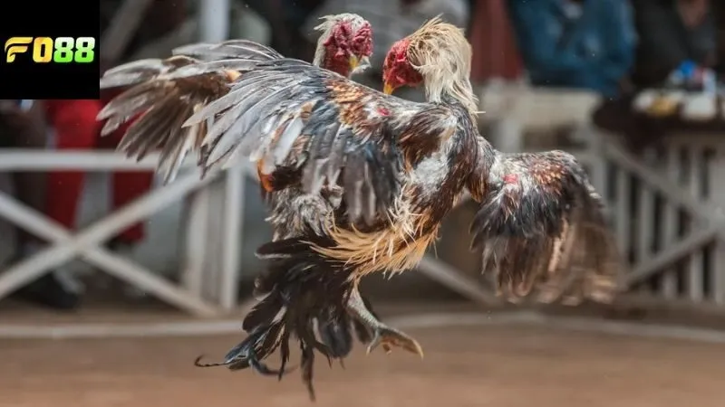 Lý do nên chọn chơi cược với đá gà cựa sắt FO88?