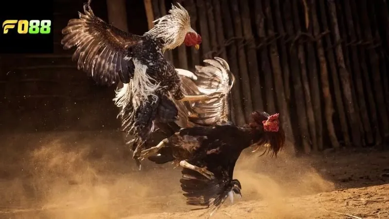 Các loại cựa sắt trong đá gà