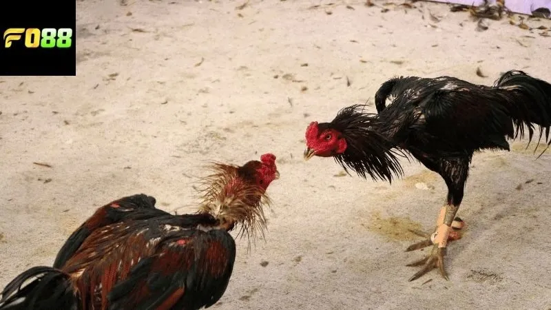 Các loại hình đá gà online FO88 phổ biến được yêu thích hiện nay