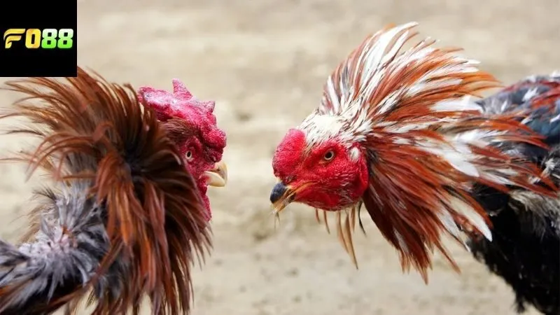 Các loại hình cá cược đá gà Thomo FO88 phổ biến hiện nay