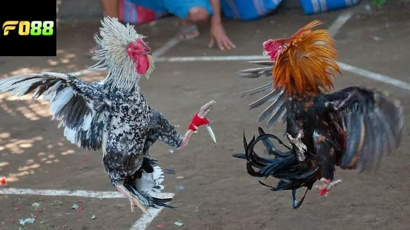 Chiến lược cá cược hiệu quả nhất cho người chơi đá gà Thomo FO88