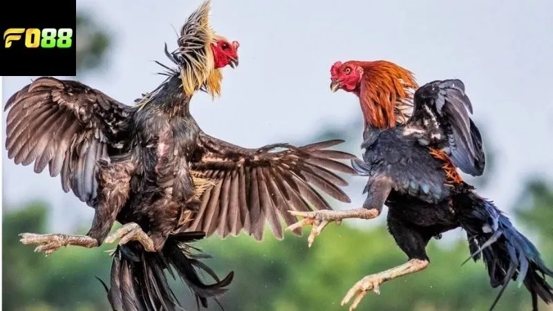 Những lợi ích của việc tham gia vào đá gà trực tiếp FO88