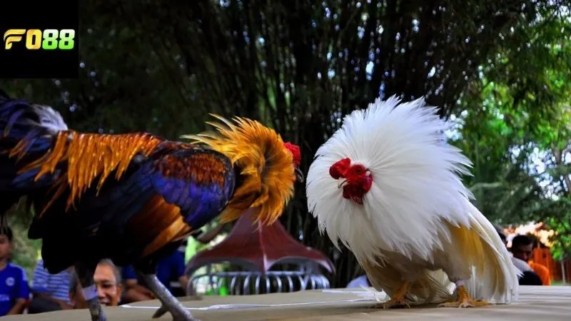 Hướng dẫn cách để truy cập và xem đá gà Campuchia FO88