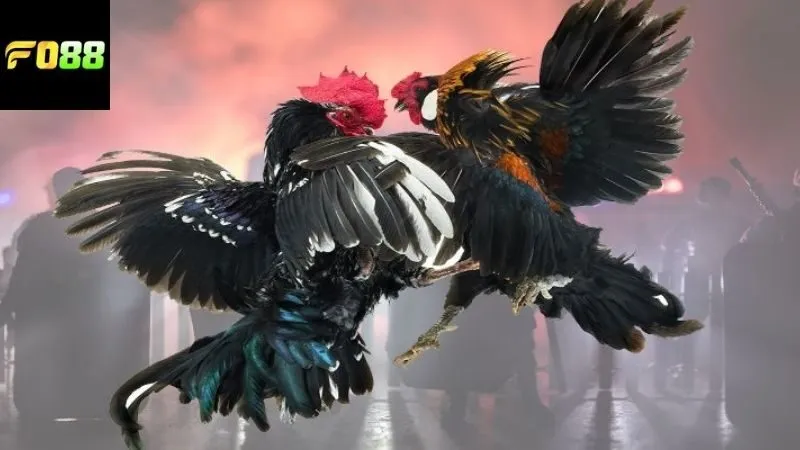 Các loại cược có thể chơi khi xem đá gà Campuchia FO88