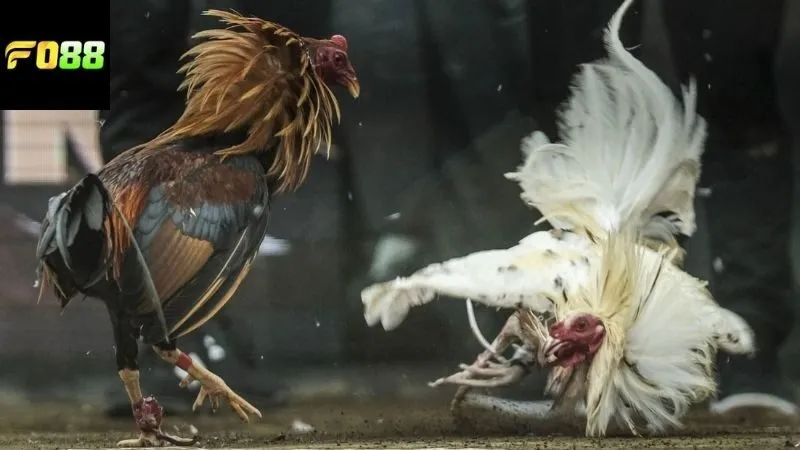 xem-da-ga-campuchia-fo88